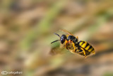 In flight with prey