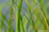 Platycpennis pennipes