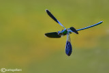 Calopteryx splendens