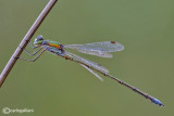 Lestes virens