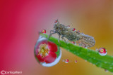 Refraction drops with Cicadellidae