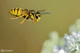 Vespula germanica