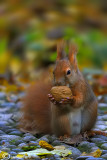 Red squirrel - (Sciurus vulgaris)