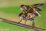Ectophasia sp.