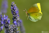 Gonepteryx cleopatra