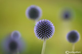 Cardo pallottola - Echinops sp.