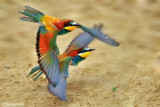 Gruccione-European Bee-eater (Merops apiaster)