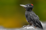 Picchio nero -Black Woodpecker (Dryocopus martius)