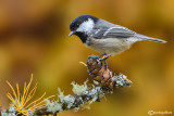 Cincia mora- Coal Tit(Periparus ater)