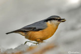 Picchio muratore-Eurasian Nuthatch (Sitta europaea)