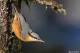 Picchio muratore-Eurasian Nuthatch (Sitta europaea)