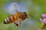 Apis mellifera