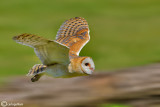 Barbagianni - Barn Owl (Tyto alba)