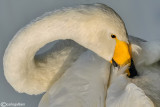 Cigno selvatico-Whooper Swan (Cygnus cygnus)