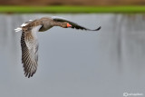 Oca selvatica- Greylag Goose (Anser anser)