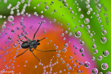 Spiderweb and Drops