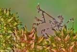 Empusa pennata