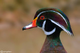 Anatra sposa-Wood Duck (Aix sponsa)