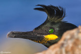 Marangone dal ciuffo- European Shag (Phalacrocorax aristotelis)