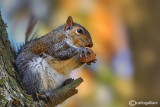 Grey squirrel - Sciurus carolinensis