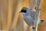 Pendolino-Penduline-Tit(Remiz pendulinus)