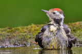 Picchio rosso mezzano - Middle Spotted Woodpecker (Dendrocopos medius)