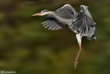 Airone cenerino-Grey Heron (Ardea cinerea)