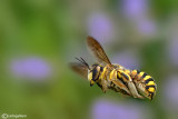 Anthidium fiorentinum
