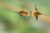 Bombyllus sp.