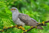 Cuculo-Common Cuckoo (Cuculus canorus)