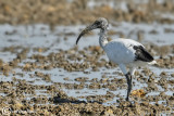 Ibis sacro -Sacred Ibis (Threskiornis aethiopicus)