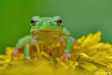 Raganella italiana-Italian Tree Frog (Hy!a intermedia)