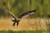 Aquila di mare - 	White-tailed Eagle - (Haliaeetus albicilla )