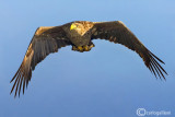 Aquila di mare - 	White-tailed Eagle - (Haliaeetus albicilla )