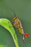 Mosca scorpione - Scorpion flies (Panorpa cognata )