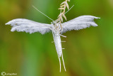 Pterophorus pentadactylus