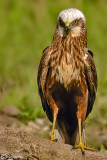 Falco di palude-Western Marsh Harrier (Circus aeruginosus)