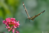 Heliconius charithonia