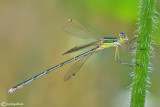 Lestes barbarus