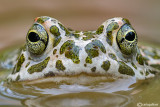 Rospo smeraldino-Green Toad (Bufo viridis)