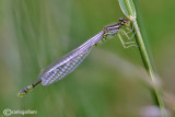 Coenagrion scitulum female