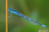 Coenagrion scitulum male