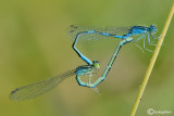 Coenagrion scitulum mating