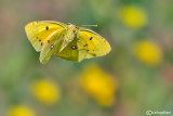 Colias crocea