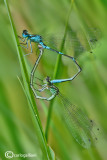 Coenagrion pulchellum mating