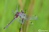 Leucorrhinia dubia male