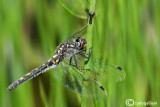Leucorrhinia dubia female