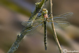Brachyton pratense female