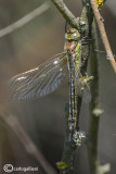 Brachyton pratense female
