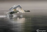 Cigno reale-Mute Swan (Cygnus olor)